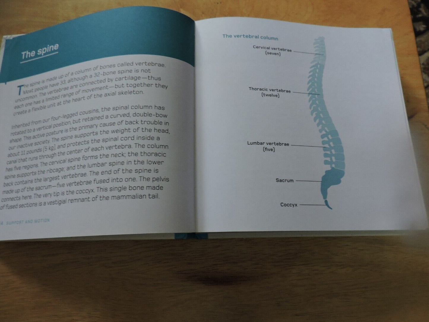THE HUMAN BODY IN MINUTES BY TOM JACKSON 2020