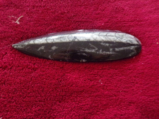 6" inch long fossil orthoceras Cephlapod (Found in Morocco)