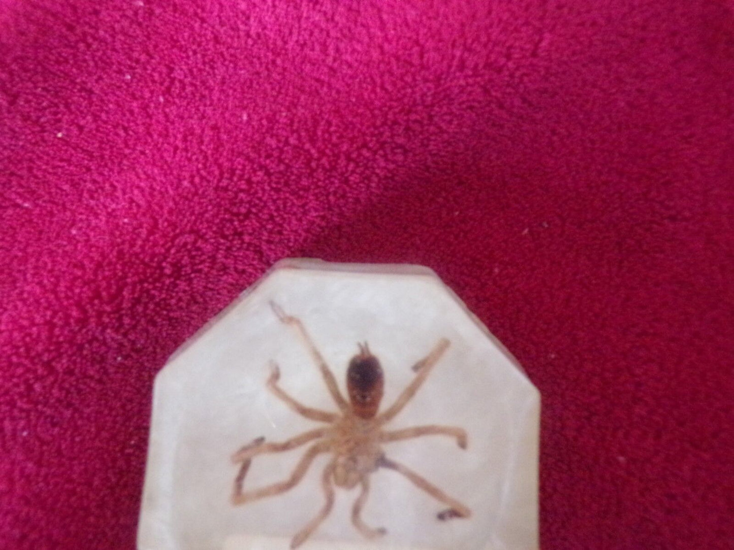 "Spiders of Cuba" Found and Caught on the U. S. Naval Base, Guantanamo, Cuba