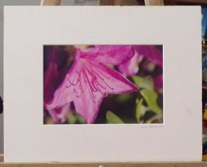 Artist L Motnon Presents: Flowers Blooming (Pink Flower) Picture (12" x 15")
