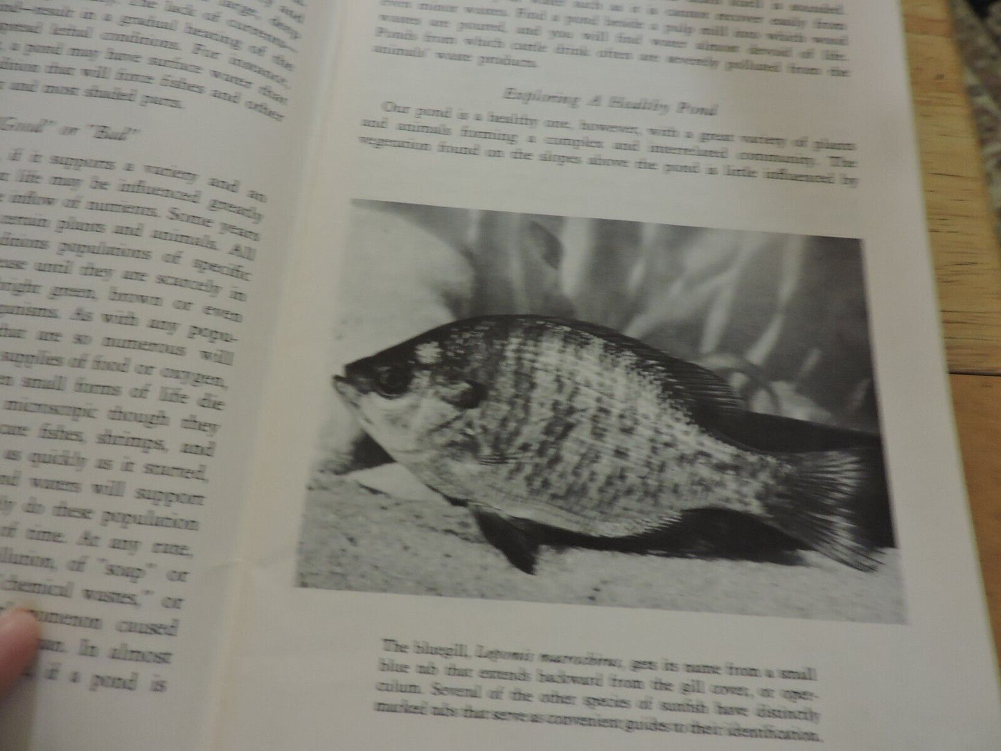 NATIONAL AUDUBON SOCIETY: NATURE PROGRAM, POND LIFE 1958