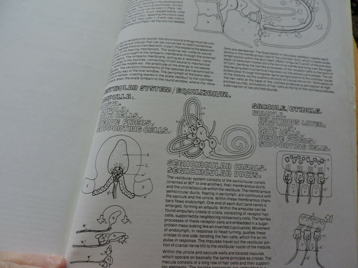 THE ANATOMY COLORING BOOK BY WYNN KAPIT/LAWRENCE M. ELSON 1977