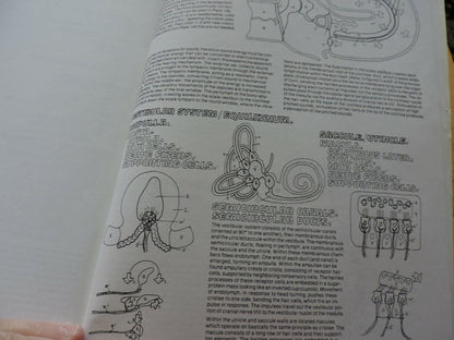 THE ANATOMY COLORING BOOK BY WYNN KAPIT/LAWRENCE M. ELSON 1977