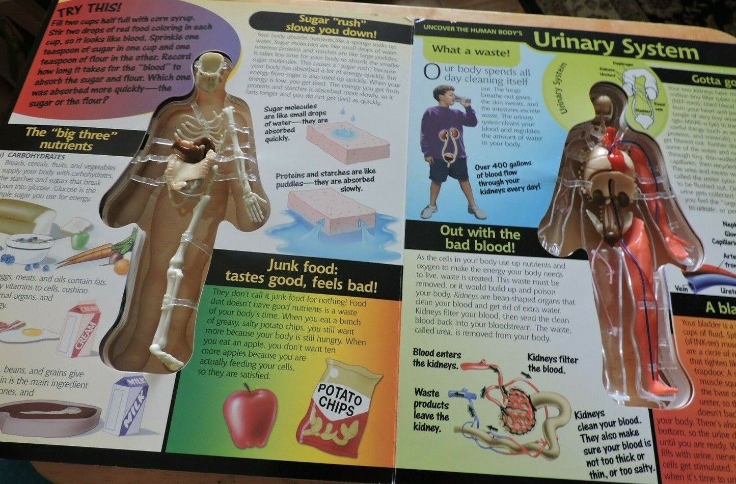 UNCOVER THE HUMAN BODY  THREE DIMENSIONAL LOOK INSIDE THE BODY. 2002