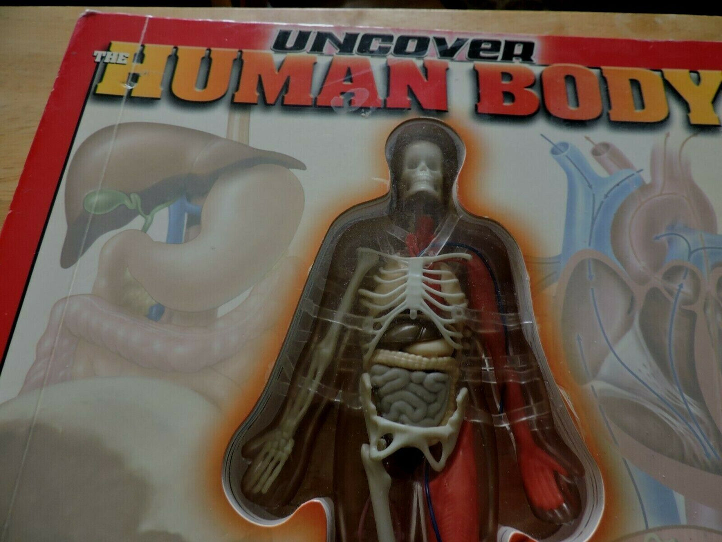 UNCOVER THE HUMAN BODY  THREE DIMENSIONAL LOOK INSIDE THE BODY. 2002