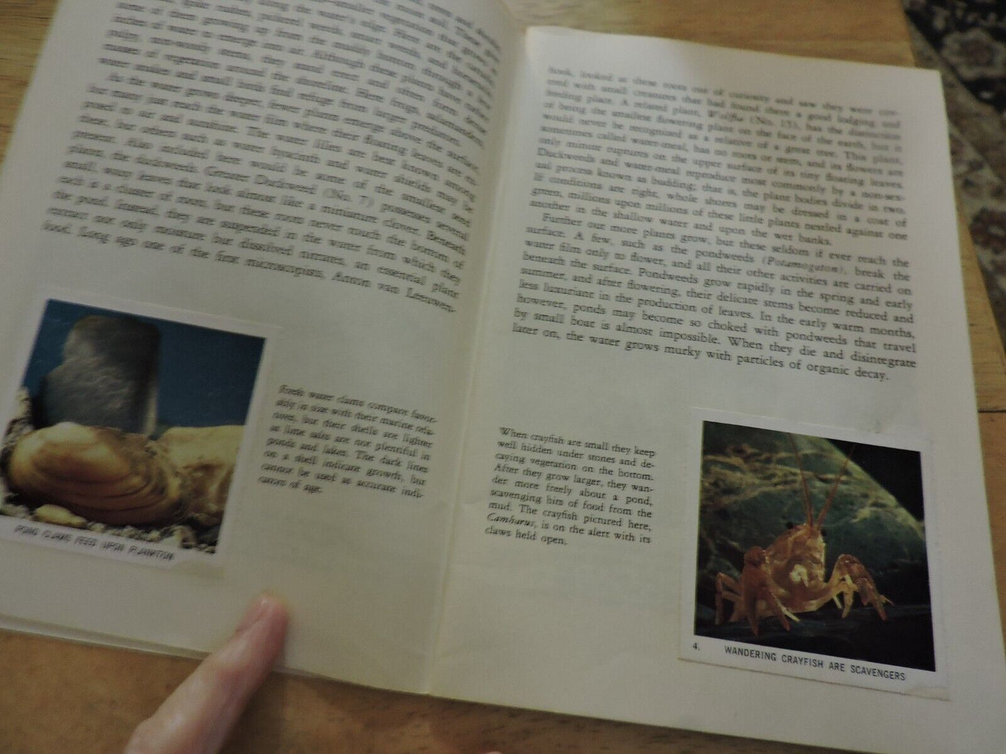 NATIONAL AUDUBON SOCIETY: NATURE PROGRAM, POND LIFE 1958