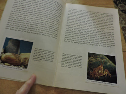 NATIONAL AUDUBON SOCIETY: NATURE PROGRAM, POND LIFE 1958