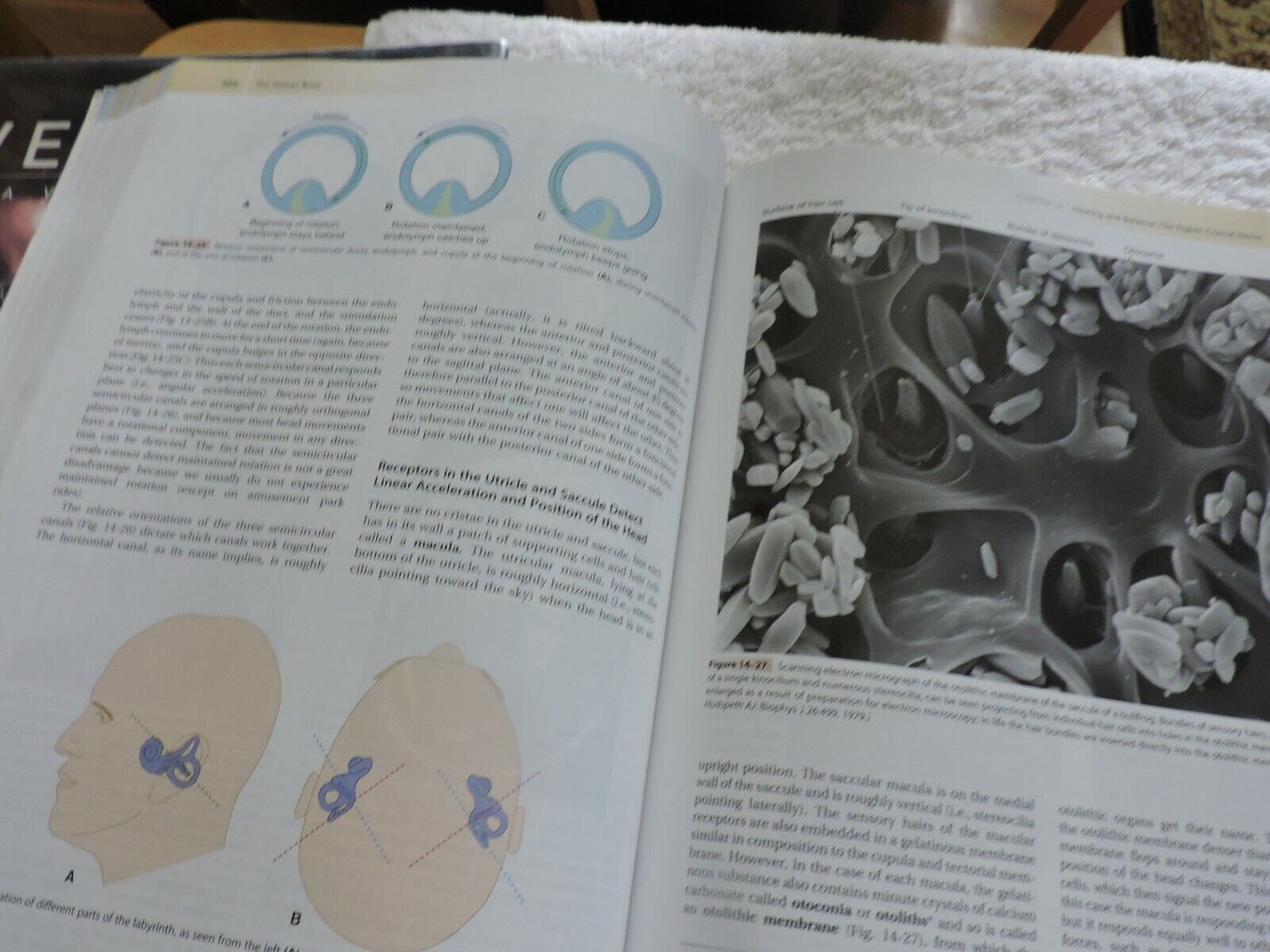 THE HUMAN BRAIN AN INTRODUCTION TO ITS FUNCTIONAL ANATOMY 2009 JOHN NOLTE