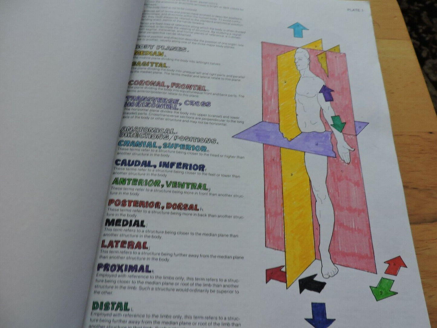 THE ANATOMY COLORING BOOK BY WYNN KAPIT/LAWRENCE M. ELSON 1977