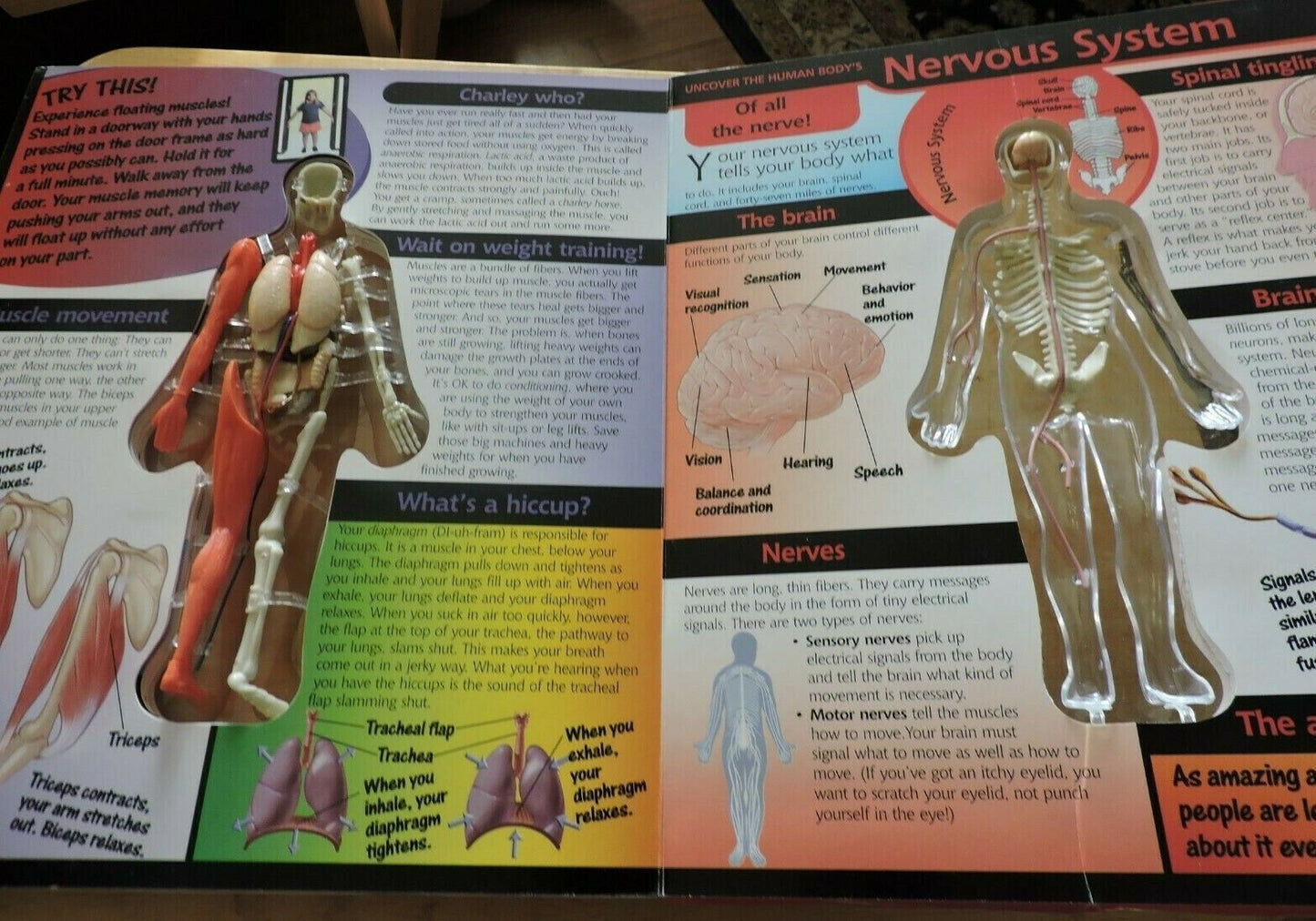 UNCOVER THE HUMAN BODY  THREE DIMENSIONAL LOOK INSIDE THE BODY. 2002