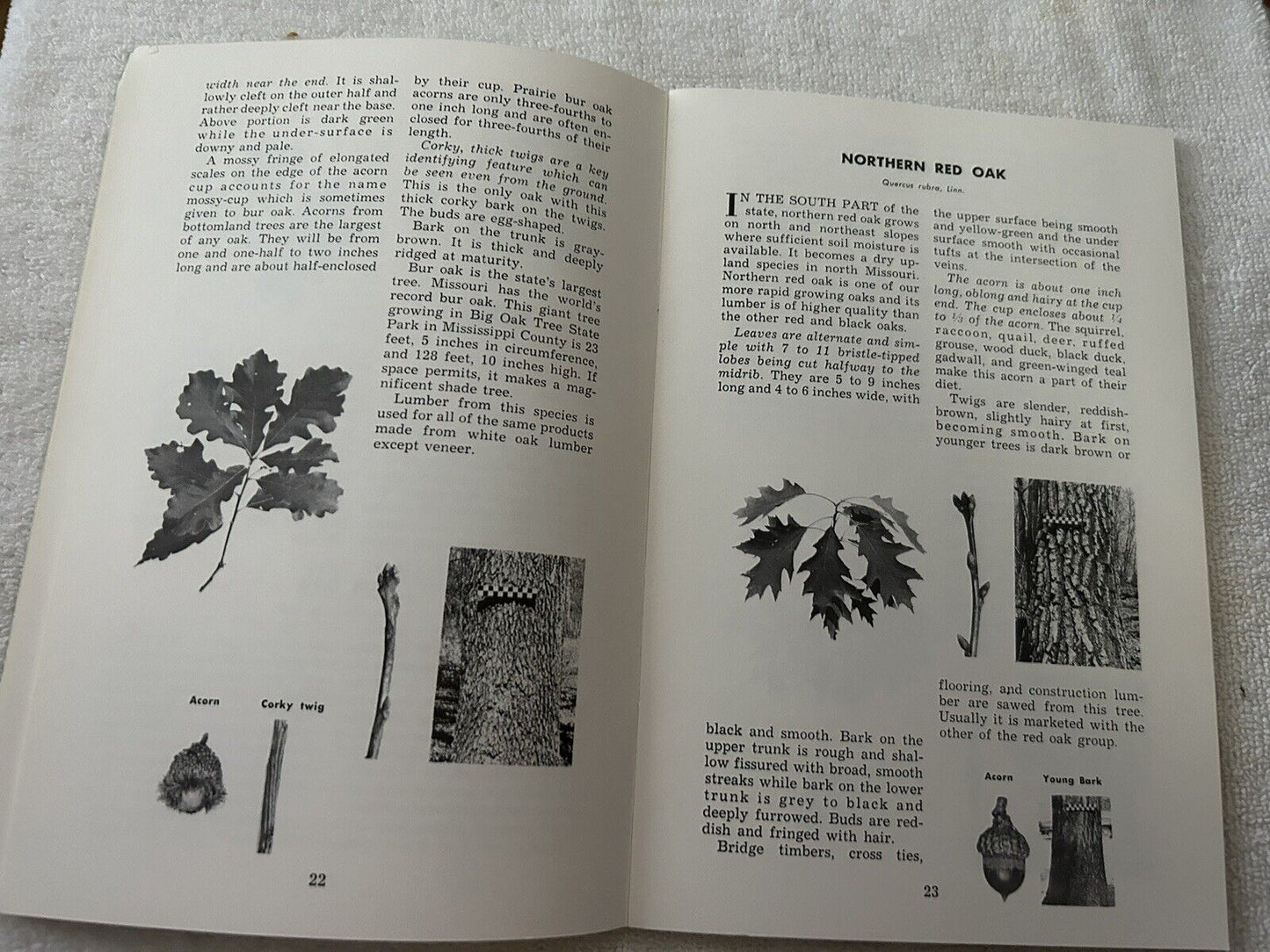 MISSOURI TREES:  MISSOURTI DEPARTMENT OF CONSERVATION 1973