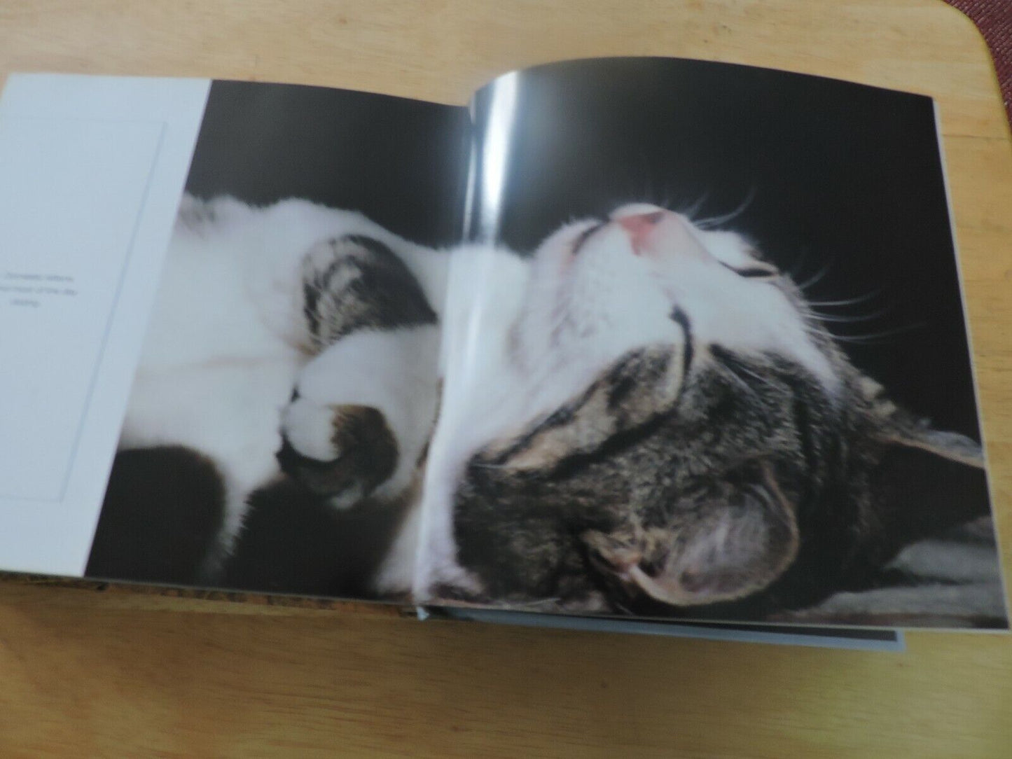 BABY ANIMALS--CUBE BOOK 2004