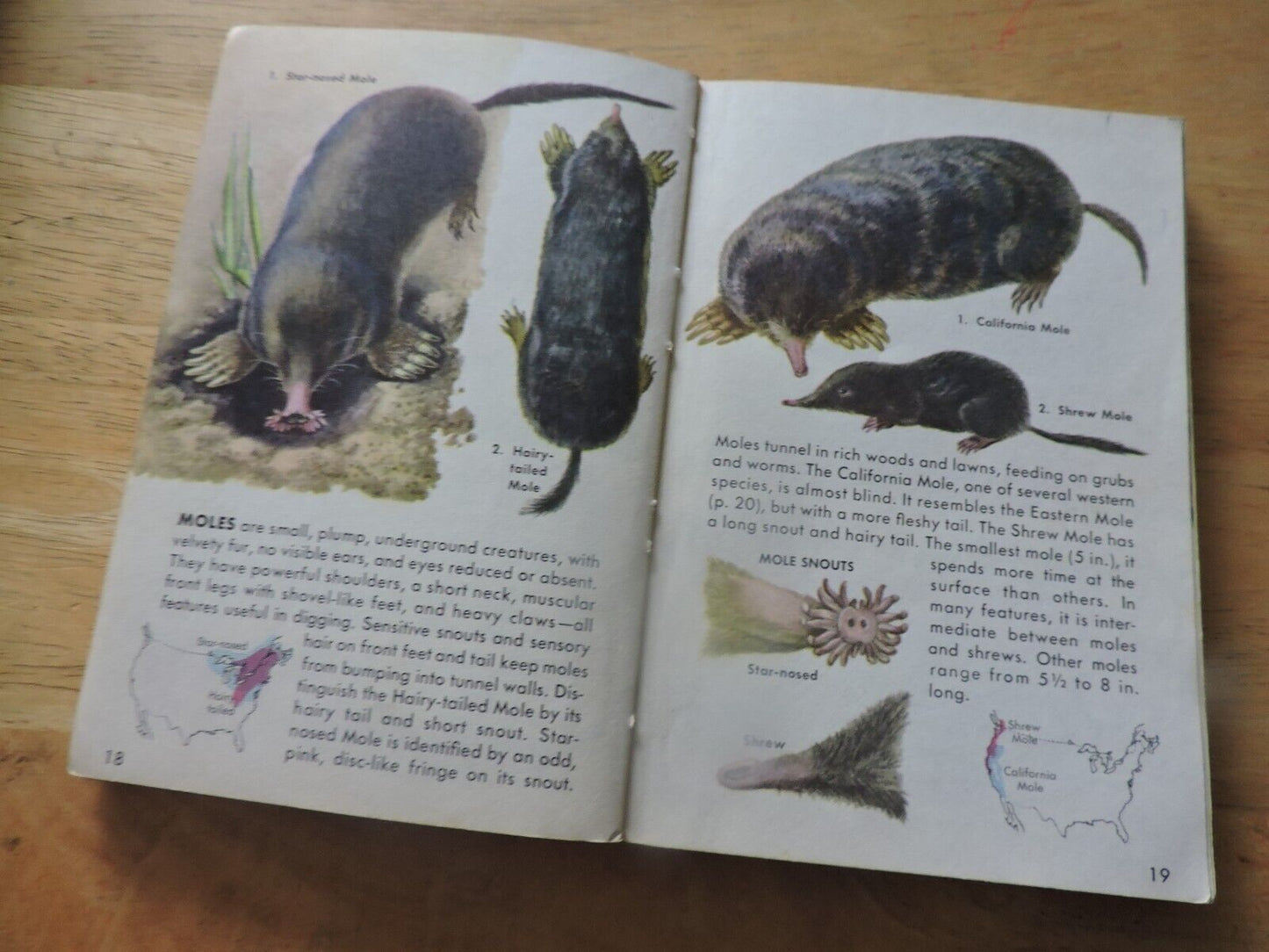 Mammals a Golden Nature Guide by Zim and Hoffmeister 1955
