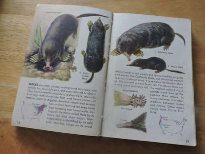 Mammals a Golden Nature Guide by Zim and Hoffmeister 1955