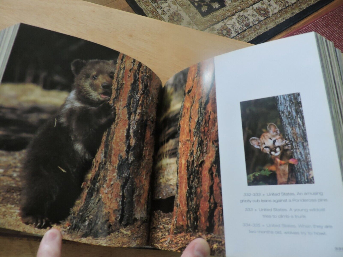 BABY ANIMALS--CUBE BOOK 2004