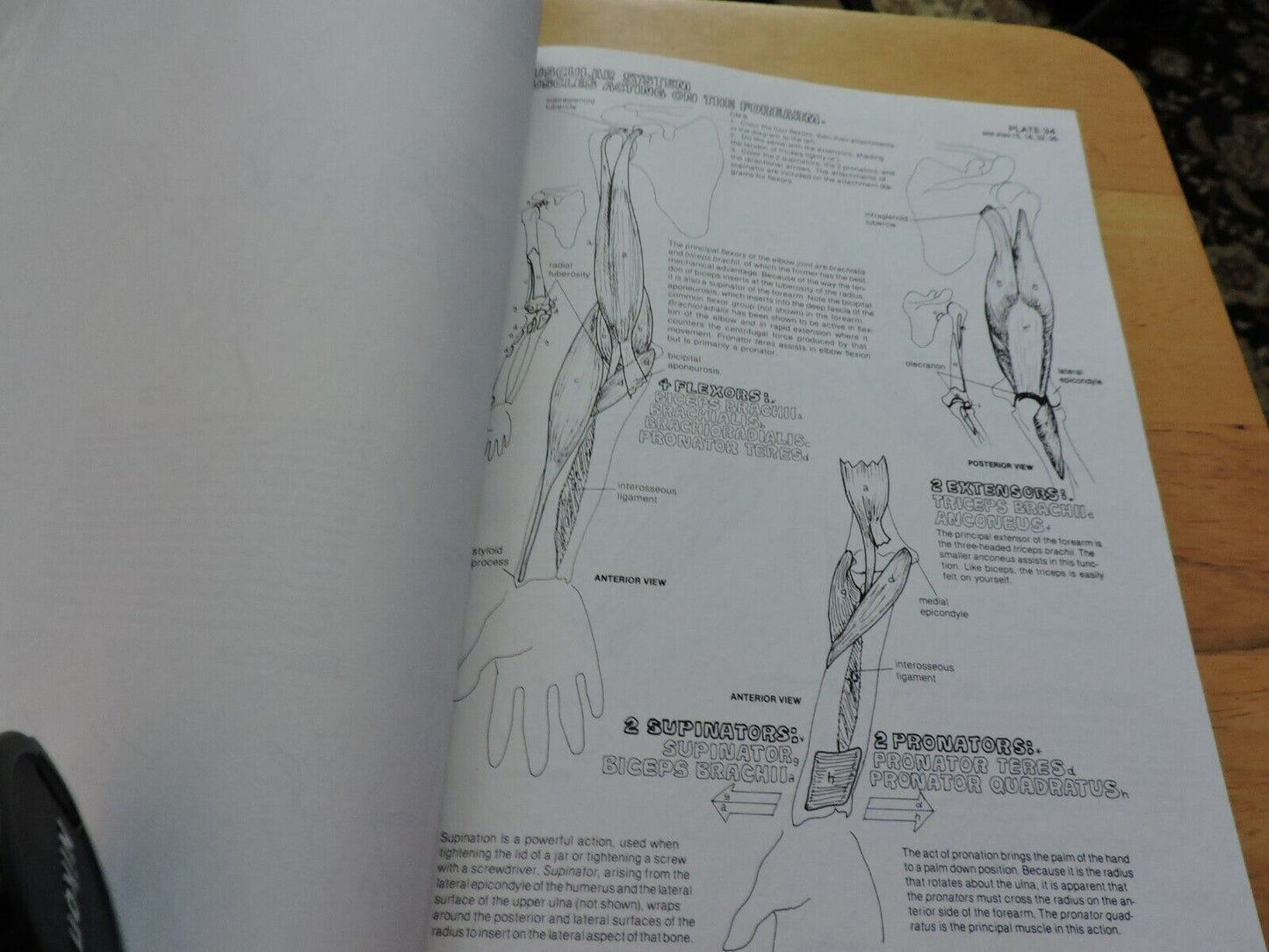 THE ANATOMY COLORING BOOK BY WYNN KAPIT/LAWRENCE M. ELSON 1977
