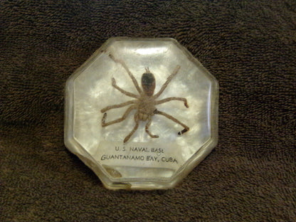 "Spiders of Cuba" Found and Caught on the U. S. Naval Base, Guantanamo, Cuba