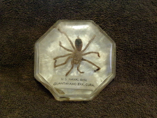 "Spiders of Cuba" Found and Caught on the U. S. Naval Base, Guantanamo, Cuba