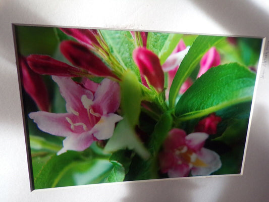 Artist L Motnon Presents: Pink in Nature,Flower Print (12