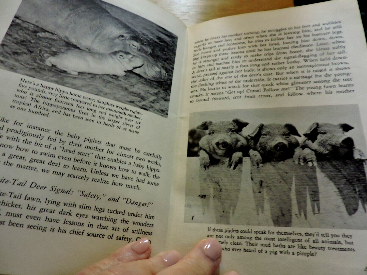 NATIONAL AUDUBON SOCIETY: NATURE PROGRAM, ANIMAL CHIDREN 1958