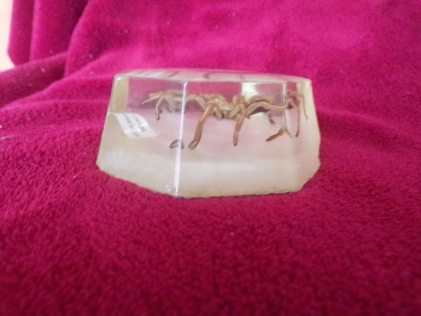"Spiders of Cuba" Found and Caught on the U. S. Naval Base, Guantanamo, Cuba