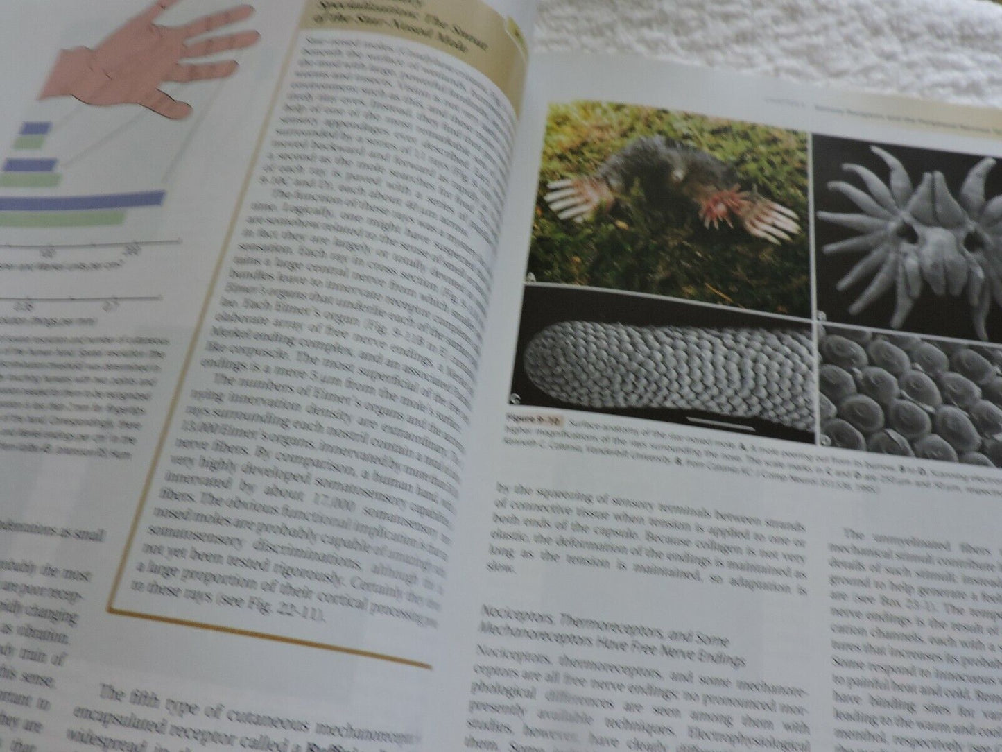 THE HUMAN BRAIN AN INTRODUCTION TO ITS FUNCTIONAL ANATOMY 2009 JOHN NOLTE