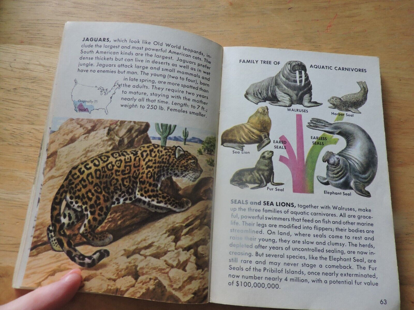Mammals a Golden Nature Guide by Zim and Hoffmeister 1955