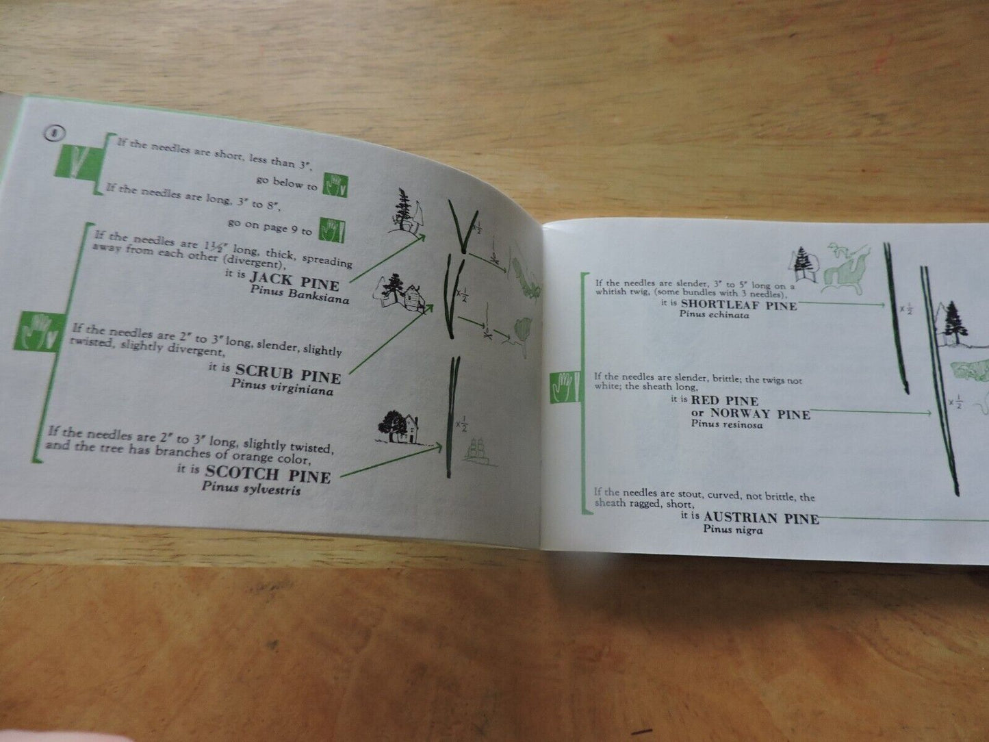 TREE FINDER- IDENTIFICATION OF TREES BY THEIR LEAVES  BY MARY THEILGURARD WATTS