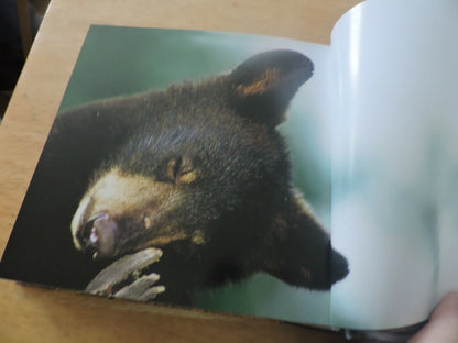 BABY ANIMALS--CUBE BOOK 2004