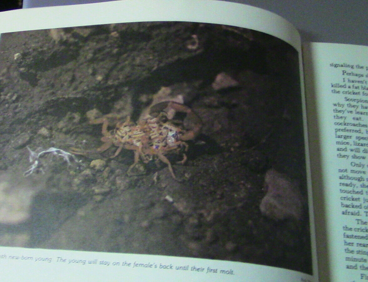 Missouri Conservationist June 1980 Magazine