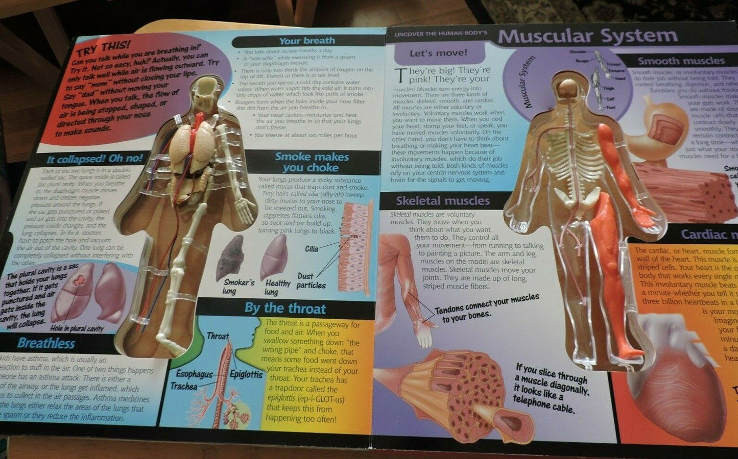 UNCOVER THE HUMAN BODY  THREE DIMENSIONAL LOOK INSIDE THE BODY. 2002