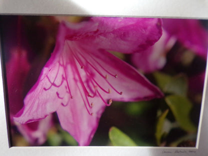 Artist L Motnon Presents: Flowers Blooming (Pink Flower) Picture (12" x 15")
