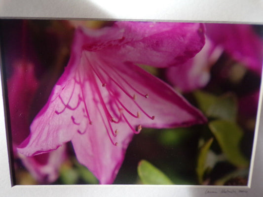 Artist L Motnon Presents: Flowers Blooming (Pink Flower) Picture (12