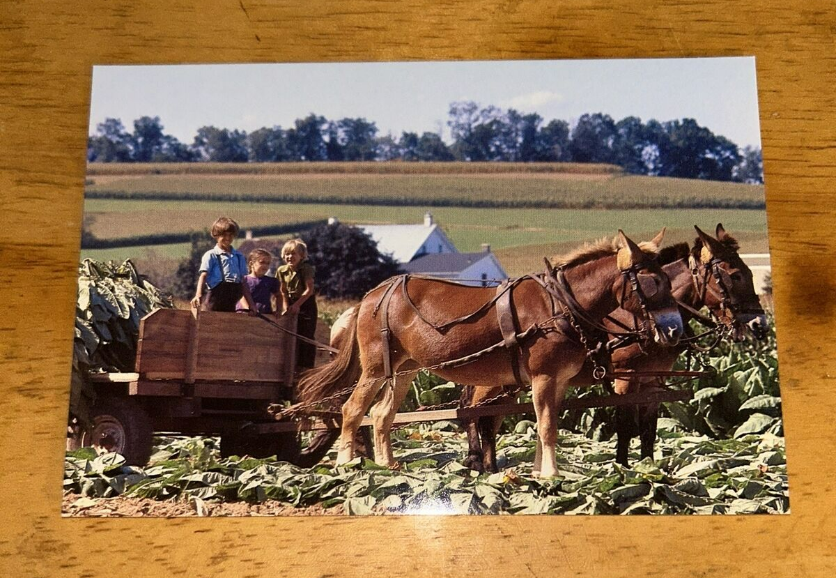 Postcard Unposted:  Amish Country Tobacco Harvesting