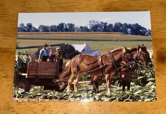 Postcard Unposted:  Amish Country Tobacco Harvesting
